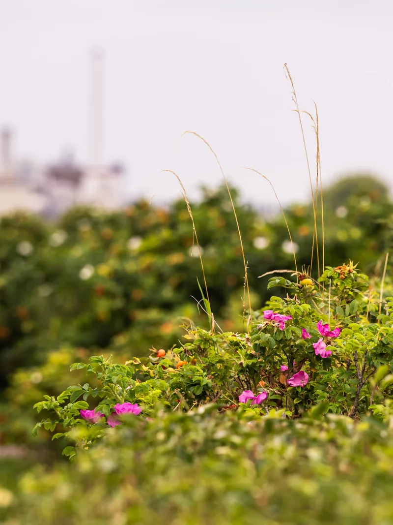 Pink wild roses and tall grasses in the foreground, with a factory chimney blurred behind.