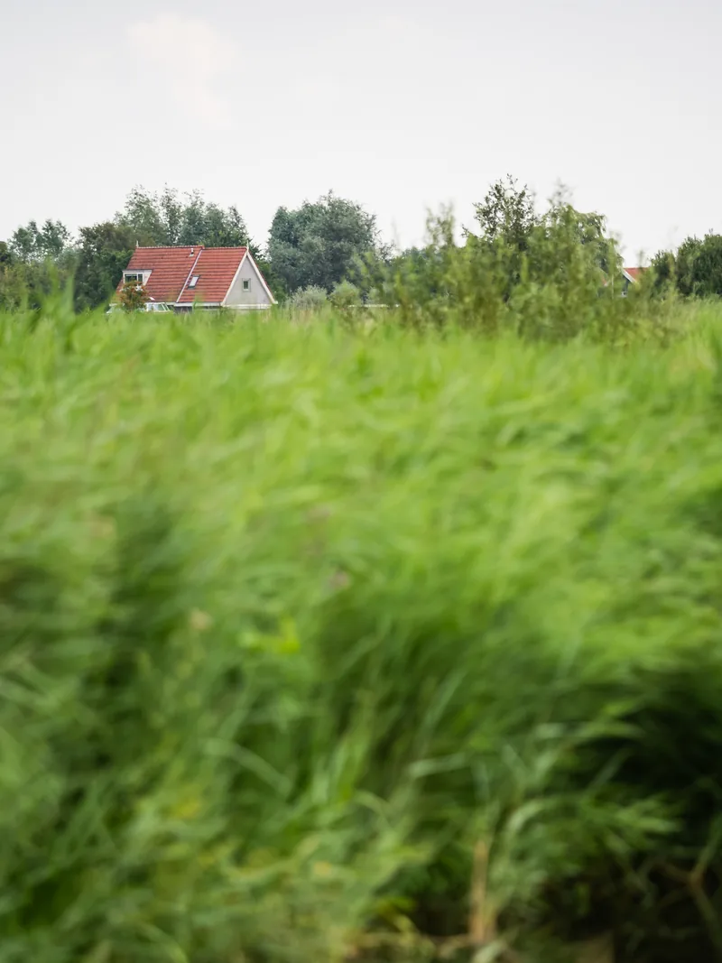 A red-roofed house glimpsed beyond tall green grass bending in the breeze.