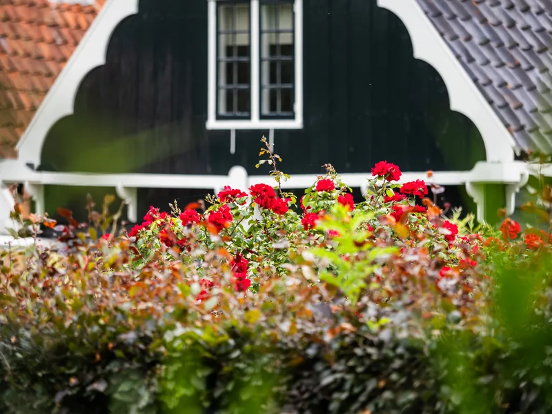 Red roses in front of a green wooden house with white-trimmed curved gables.