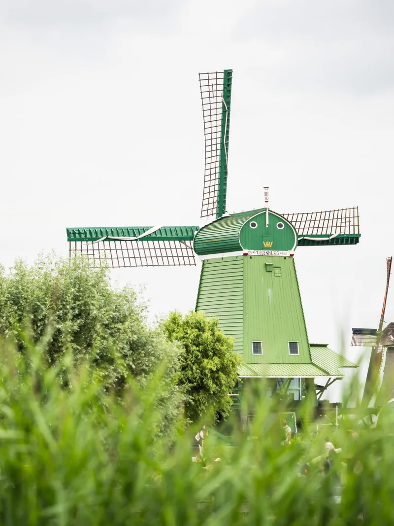 A green windmill rising above reeds and trees at Zaanse Schans.