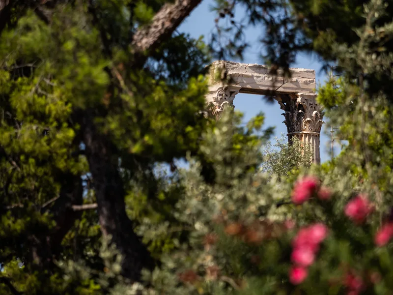 Ruined Corinthian columns glimpsed through pine branches and pink flowers.