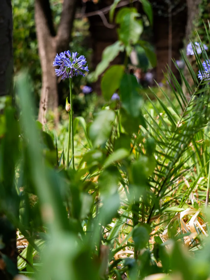 Purple agapanthus flowers among palm fronds and green leaves in a shaded garden.