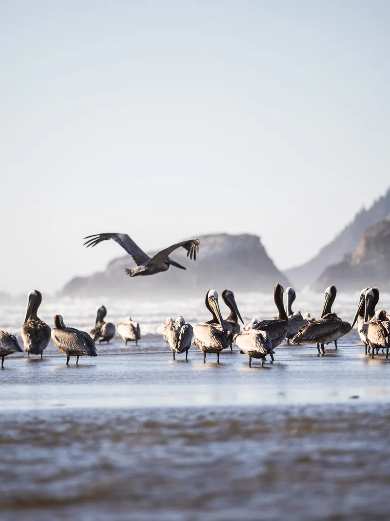 Brown pelicans gathered at the water's edge as one takes off.