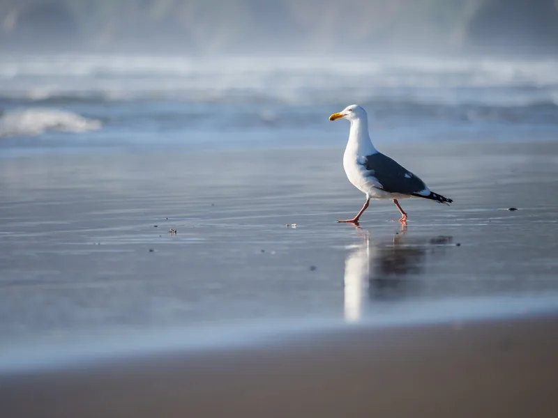 A gull walking across wet sand beside its reflection.