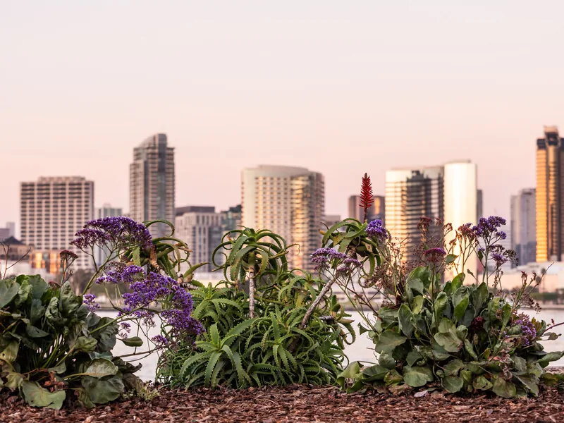 The downtown San Diego skyline behind purple flowers at dusk.