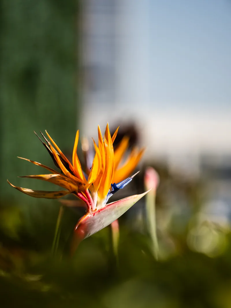 A bright bird-of-paradise flower against a soft green background.