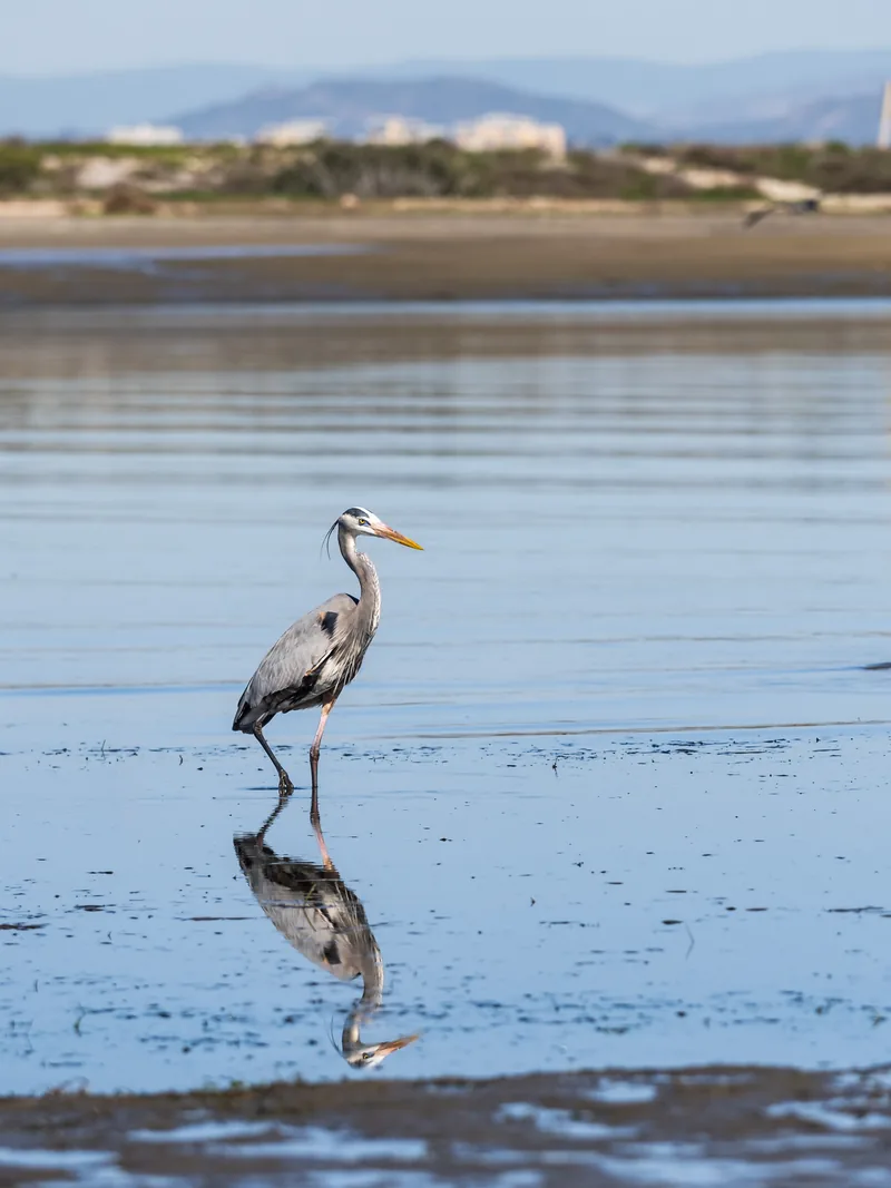A great blue heron wading in shallow water above its reflection.