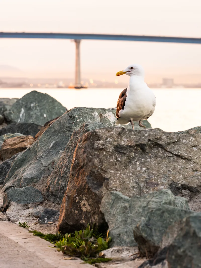A gull on a boulder by the bay, with the Coronado Bridge behind.