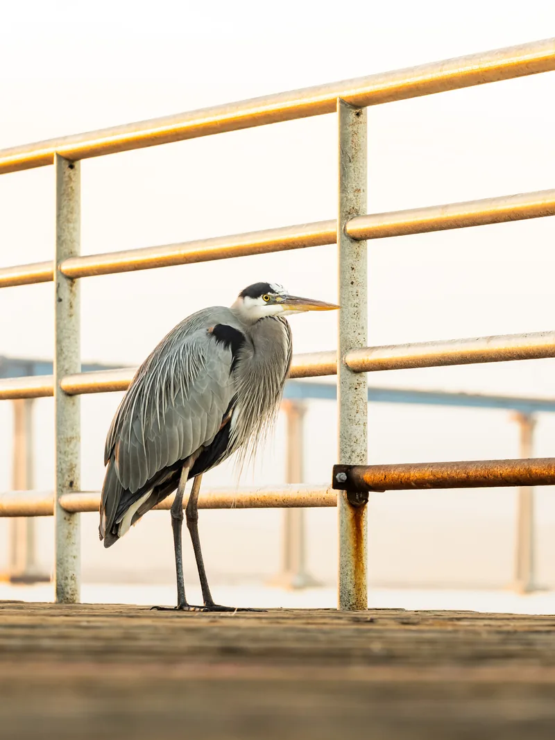 A great blue heron standing by a railing on the waterfront.