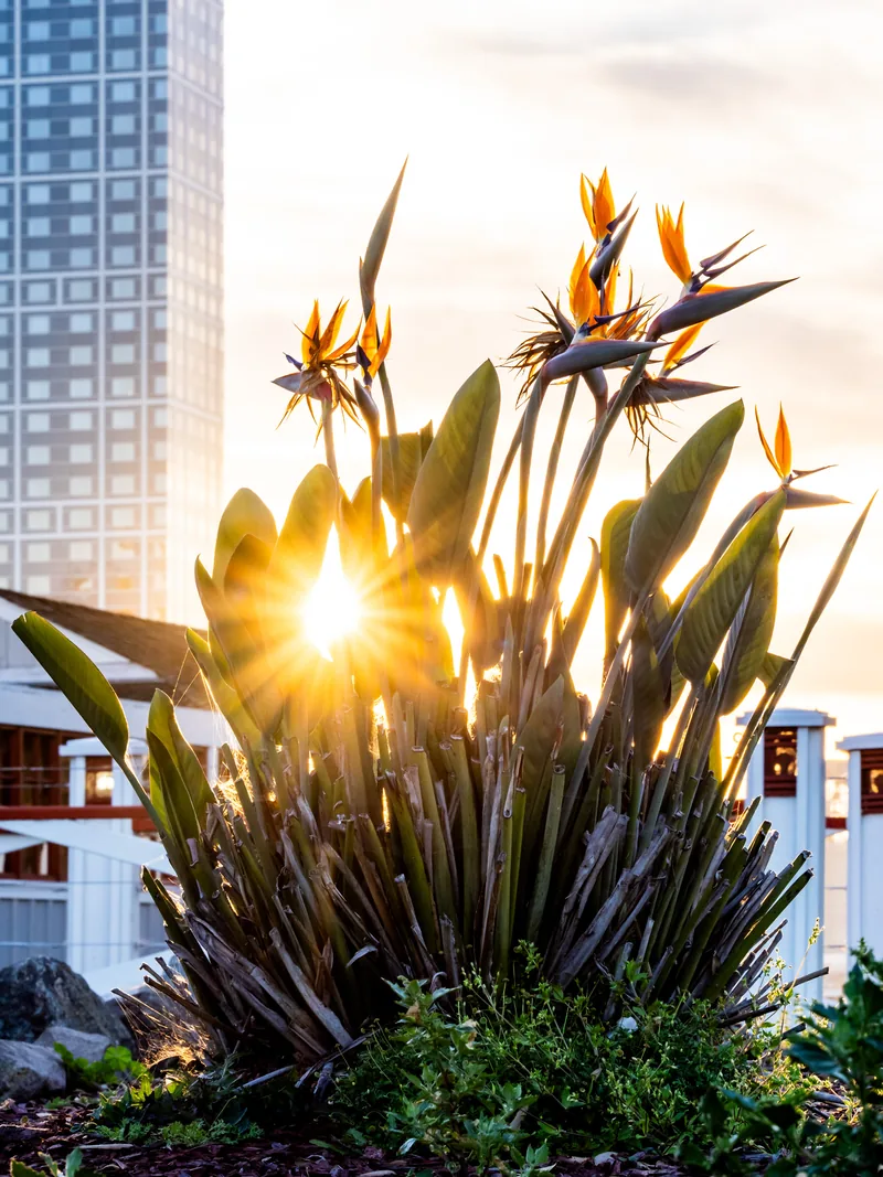 The sun bursting through a bird-of-paradise plant beside a tower.