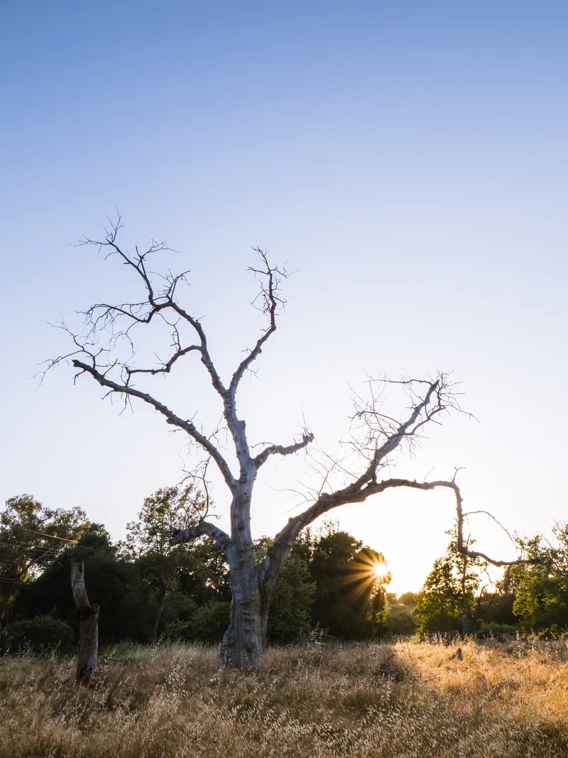 A bare, gnarled oak with the sun setting behind it.