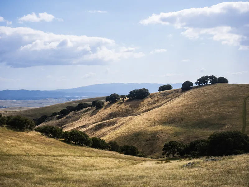 Rolling golden hills dotted with oak trees under white clouds.