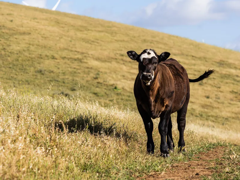 A young black and brown cow walking toward the camera on a grassy hillside.