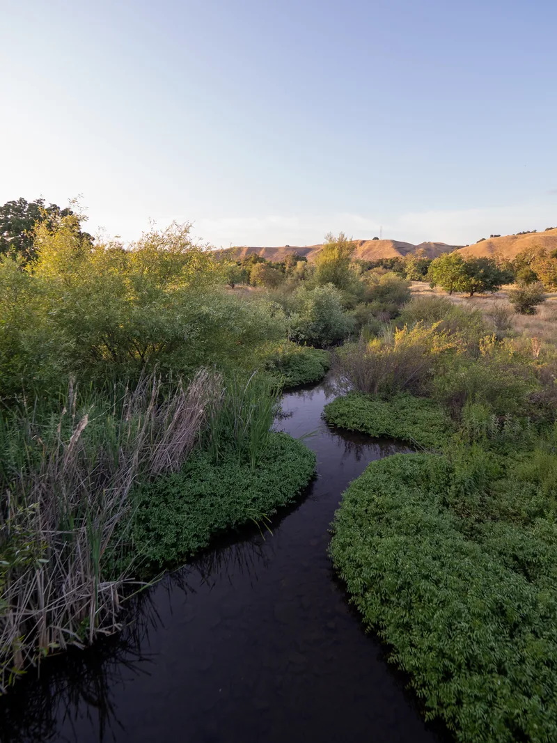 A narrow creek winding through green brush.