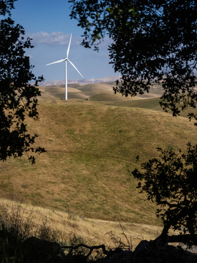 A wind turbine on a golden hillside, framed by oak branches.