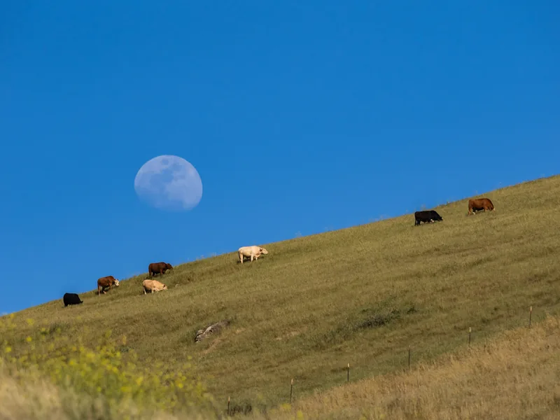 A pale moon above cattle grazing on a hillside under a deep blue sky.