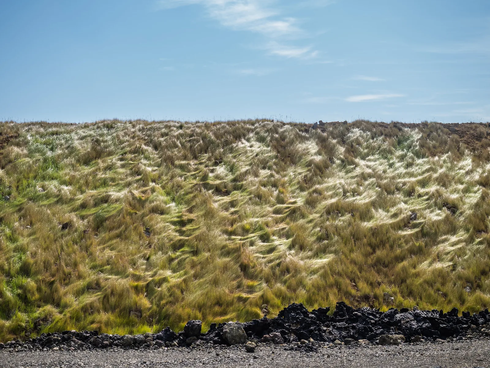 Wind-combed grass over a mossy lava field in Iceland under a blue sky.