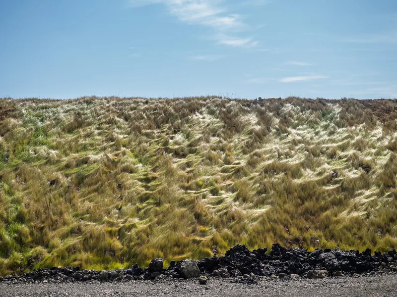 Wind-combed grass over a mossy lava field in Iceland under a blue sky.