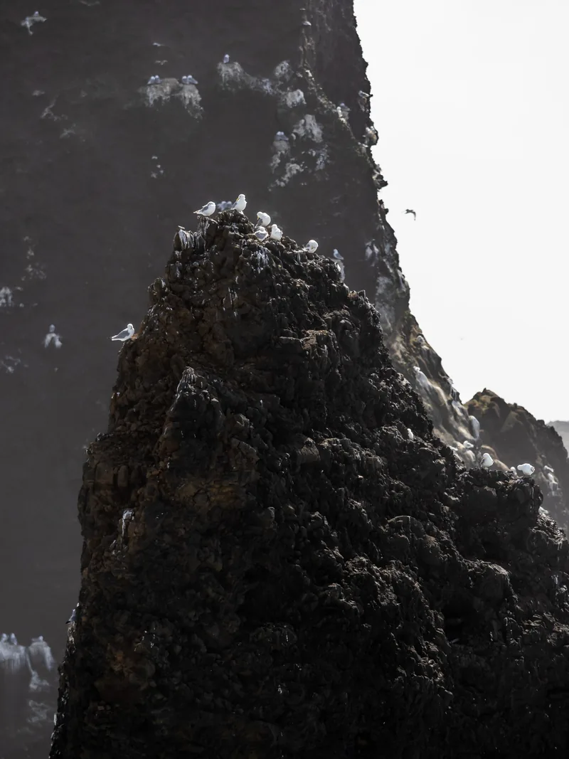 Seabirds perched on a dark, jagged cliff edge.