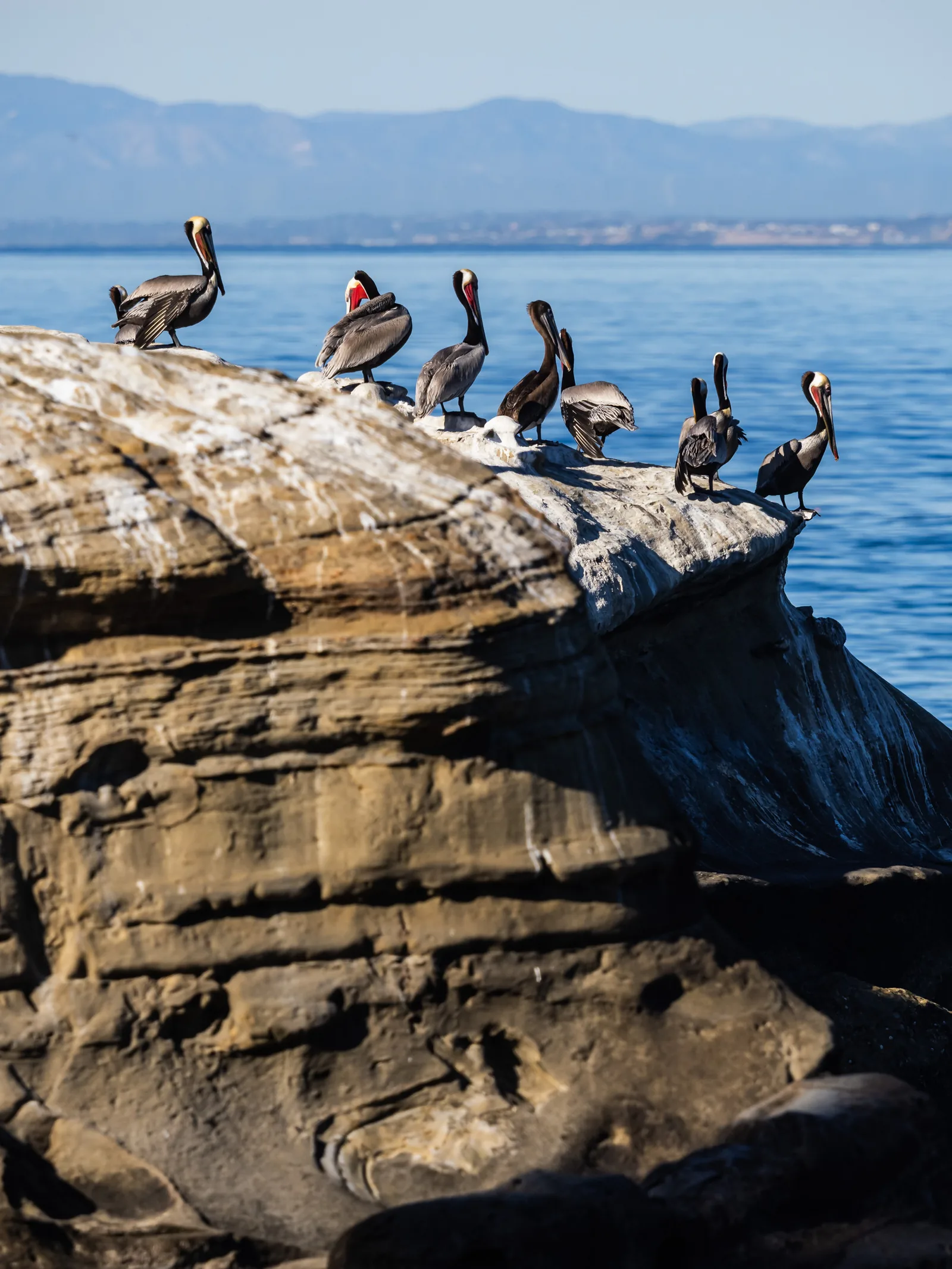 Brown pelicans lined up on a sandstone ledge above the ocean.