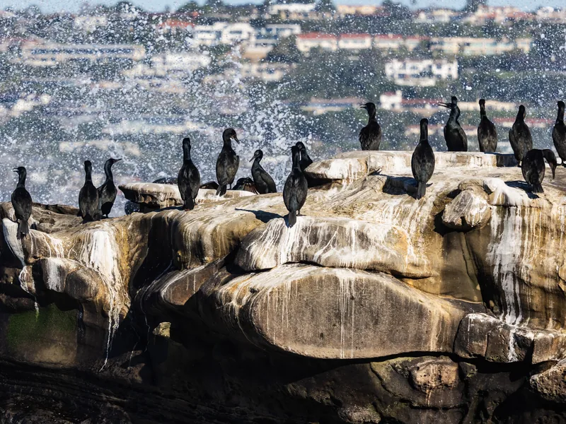 Cormorants crowded on rocks as spray bursts behind them, with hillside homes beyond.