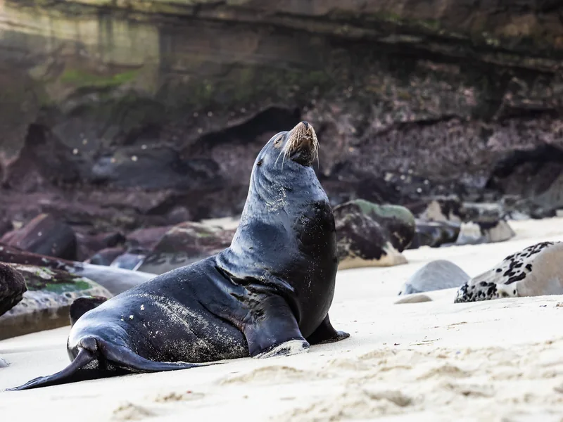 A sea lion lifting its head on a sandy beach below the cliffs.