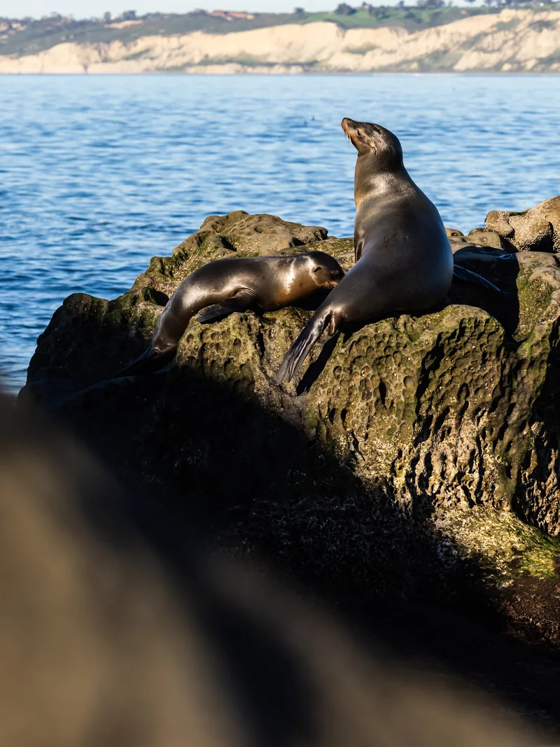 Sea lions resting on a rock above the water with the coastline behind.