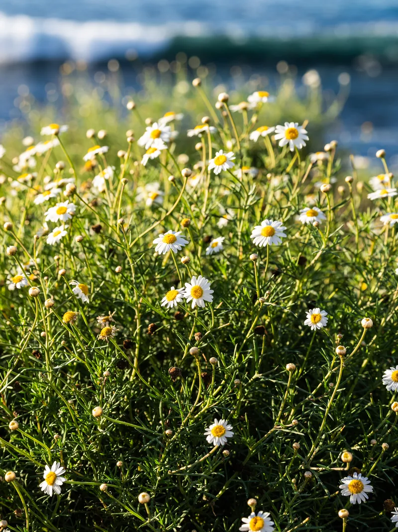 White daisies growing above the cove with the ocean blurred behind.