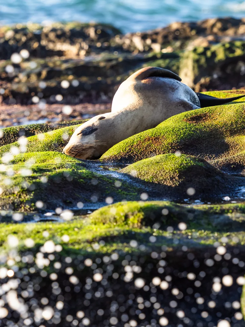 A sea lion asleep on moss-covered rocks at the water's edge.
