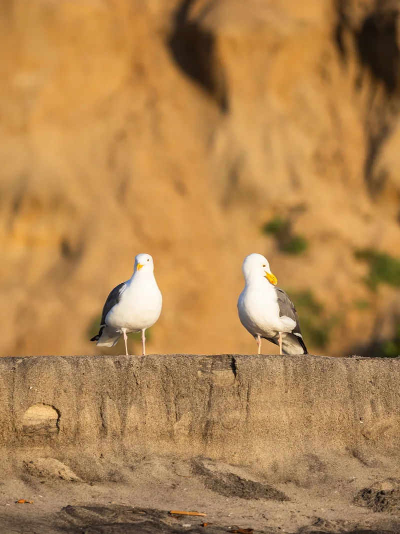 Two gulls standing on a sandstone wall in warm light.