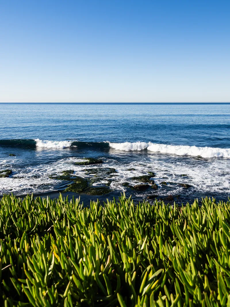 Waves rolling in beyond bright green ice plant on the bluff.