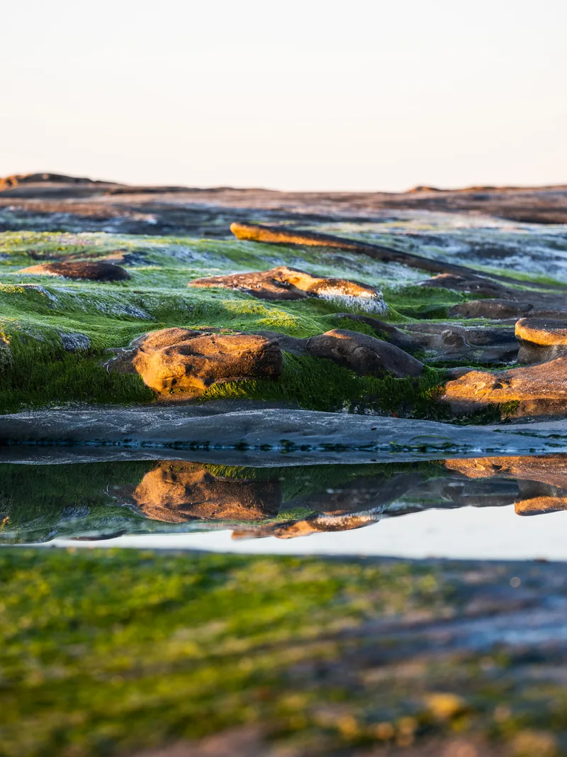 Mossy tide-pool rocks reflected in still water.