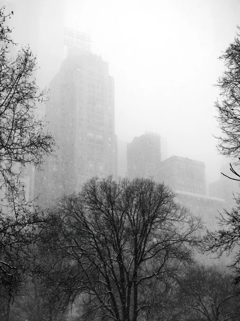 Bare trees in Central Park against faint skyscrapers in the snow.