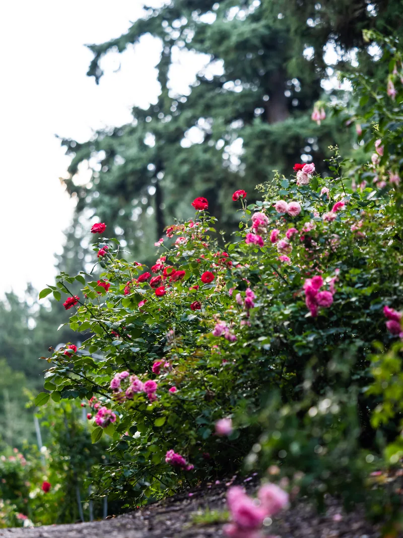 Pink and red roses in bloom in the International Rose Test Garden.