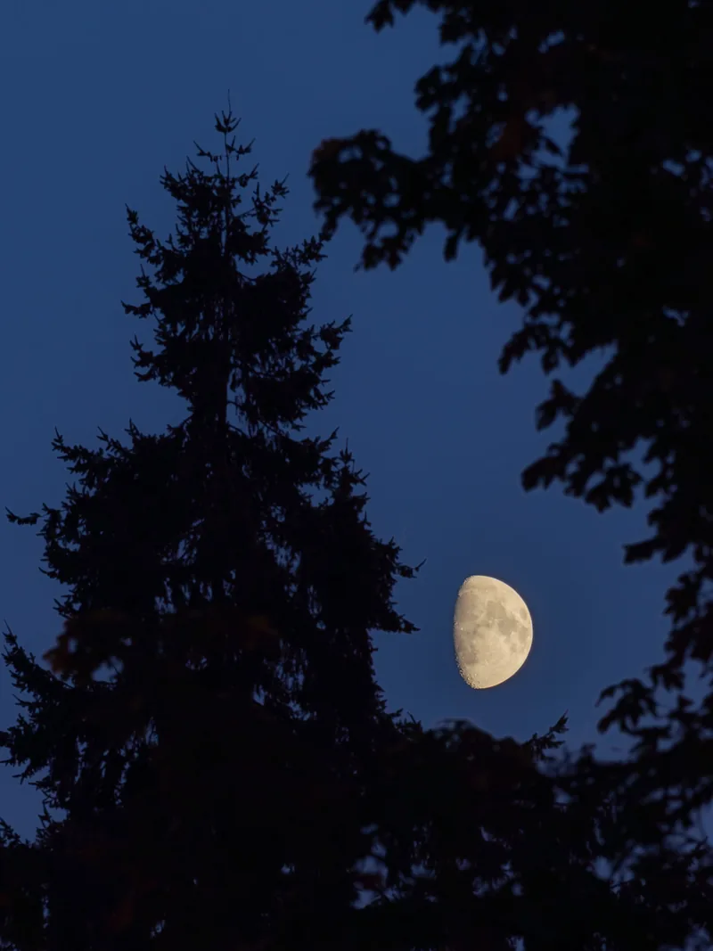 A half moon between dark evergreen silhouettes in a deep blue evening sky.