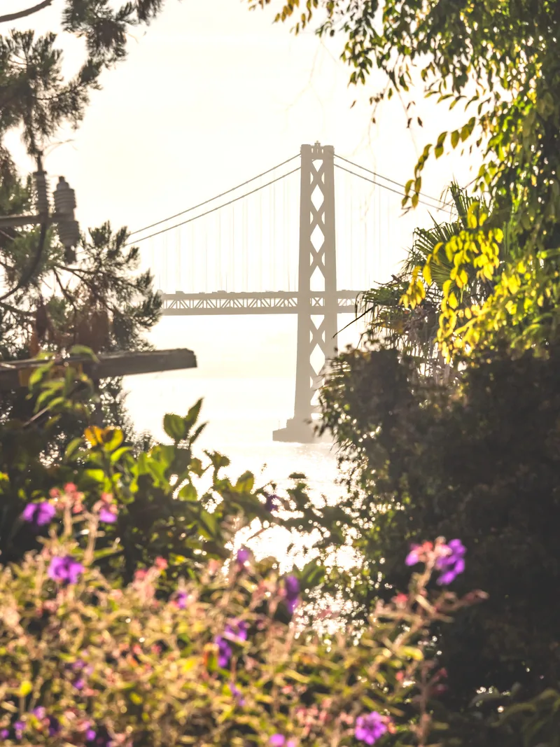 The Bay Bridge seen through trees and purple flowers.