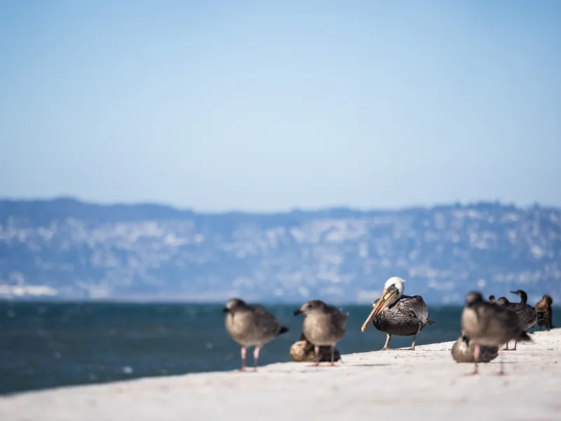 Brown pelicans resting on a sunlit sea wall with the bay behind.