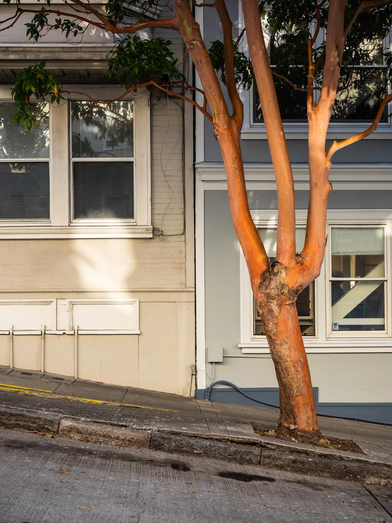 A red-barked madrone tree beside a pale house on a sloping sidewalk.
