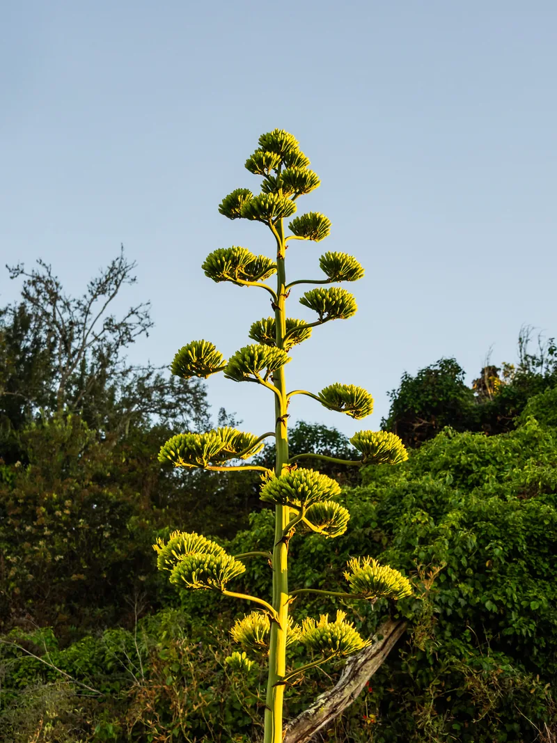 A tall yellow agave flower stalk above green shrubs against a blue sky.