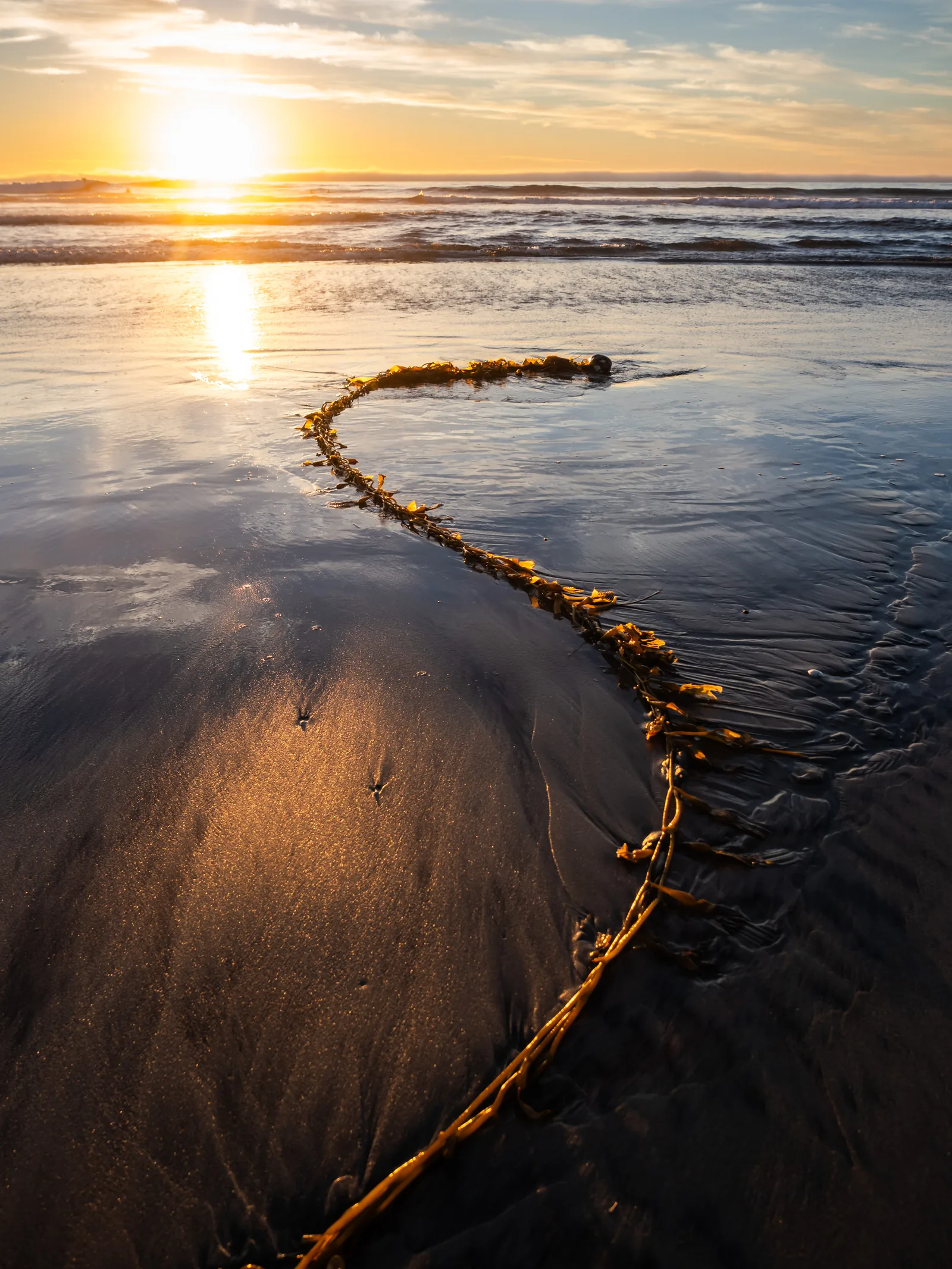 A strand of kelp curving across wet sand toward the setting sun.