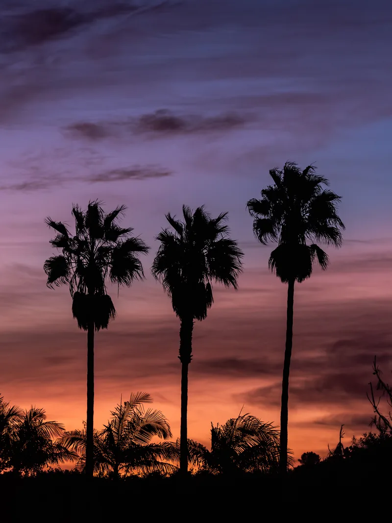 Three palm trees silhouetted against a purple and orange sky.