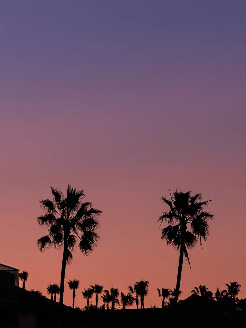 Palm trees silhouetted against a purple and pink dawn sky.