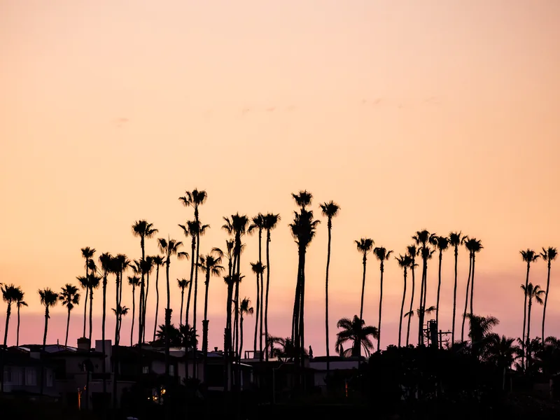 A long row of tall palm trees silhouetted against a peach-colored sky.