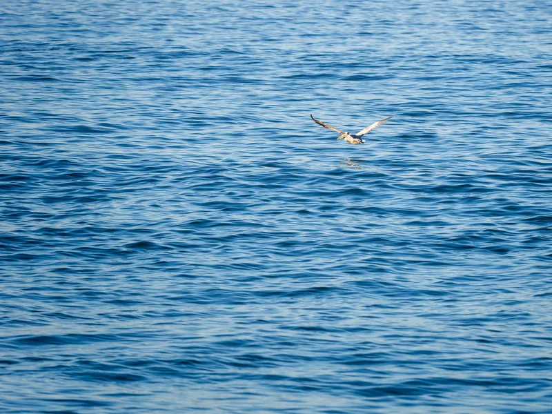 A pelican skimming low over deep blue water.